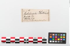 Etiketten zu Leichenbrand (NHMW-PRAE-024136a)